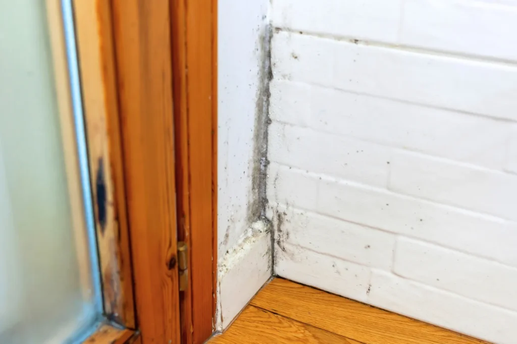 Interior wall mold caused by hidden roof leak and trapped moisture